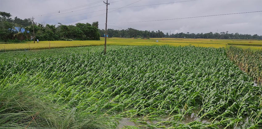 কচুয়ায় পানির নিচে তলিয়ে গেছে বোরো ধান ও ভূট্টা