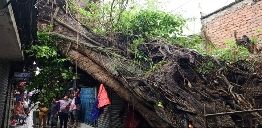 কচুয়ায় ঝড়ে উপড়ে পড়ল শত বছরের স্মৃতিবিজড়িত বটবৃক্ষ