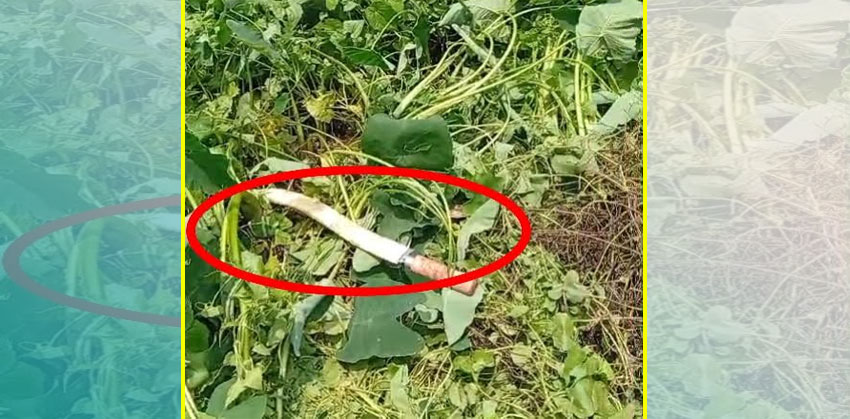 কচুয়ায় মাদকের বিরুদ্ধে প্রতিবাদ করায় হামলার পরিকল্পনার অভিযোগ, দেশি অস্ত্র উদ্ধার