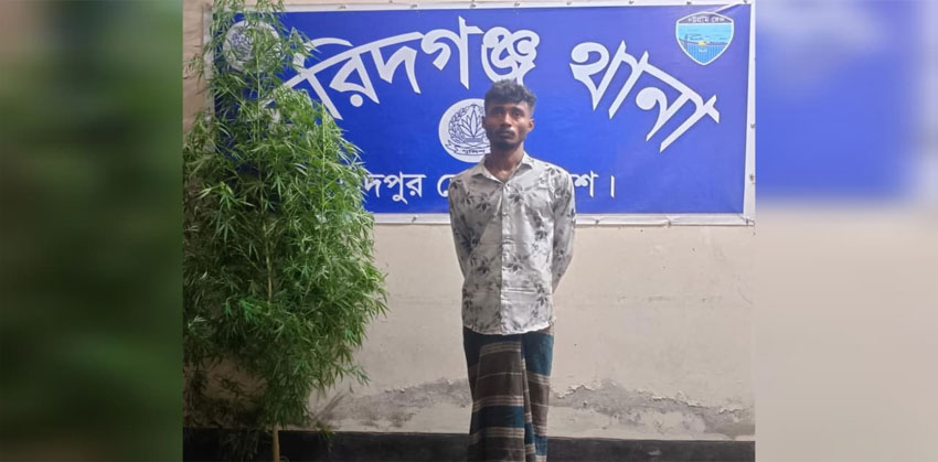 ফরিদগঞ্জে ফের গাঁজা গাছসহ যুবক গ্রেফতার