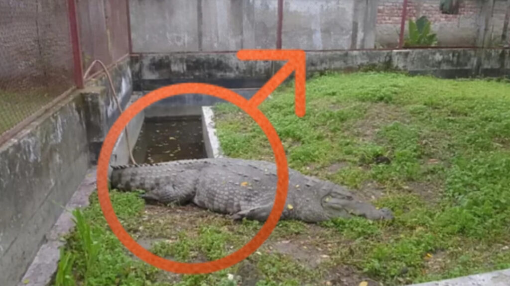১৯ দিনেও খাবার মুখে তোলেনি খানজাহান আলী দিঘির সেই কুমির