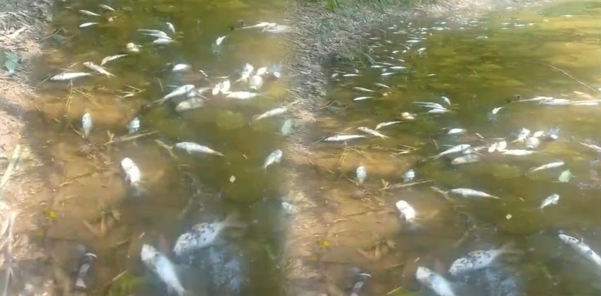 মতলব দক্ষিণে পুকুরে বিষ দিয়ে মাছ নিধন
