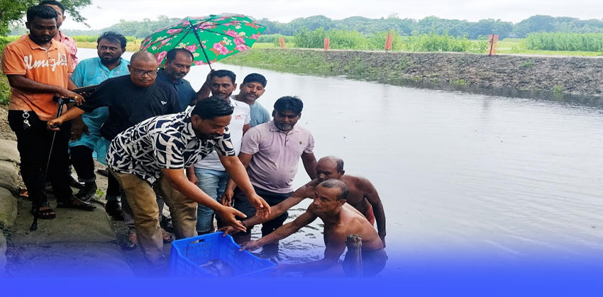 চাঁদপুরে এমপির নিজ পুকুরের দেশীয় মাছের পোনা বিশ্বখালে অবমুক্ত