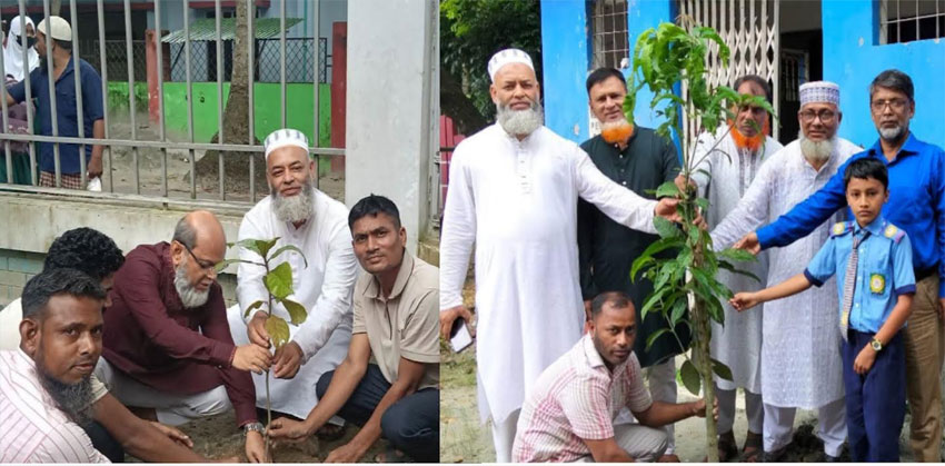 কচুয়ার সরকারি প্রাথমিক বিদ্যালয়ে বৃক্ষরোপণ কর্মসূচি পালন