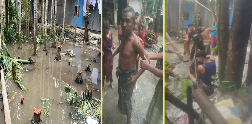 ফরিদগঞ্জে ৫০–৬০টি গাছ কাটার অভিযোগ, বাধা দিতে গিয়ে আহত ৩