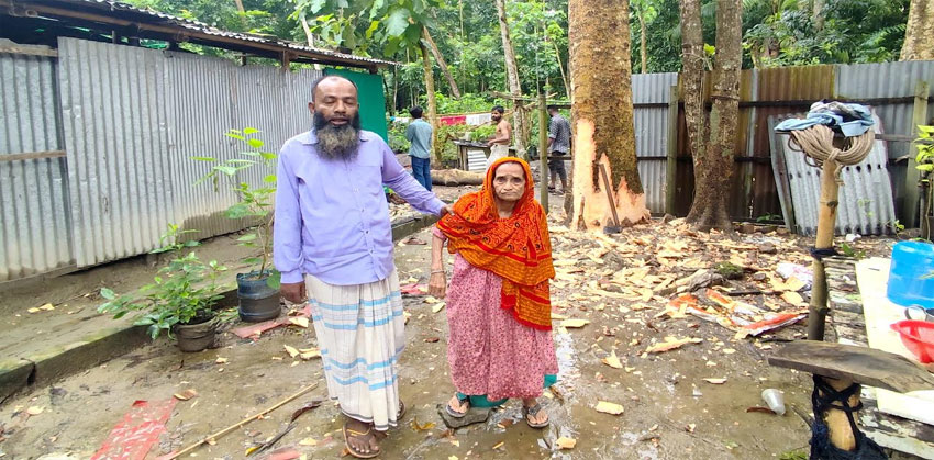 চাঁদপুরের তরপুরচন্ডীতে অসহায় পরিবারের মূল্যবান গাছ কেটে নেয়ার অভিযোগ