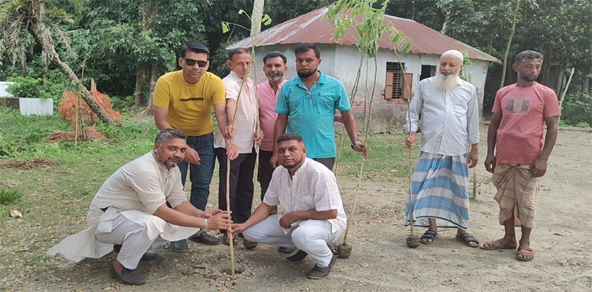 হাজীগঞ্জে দ্বাদশগ্রাম ইউনিয়নের ১নং ওয়ার্ডে যুবদলের উদ্যোগে বৃক্ষরোপণ
